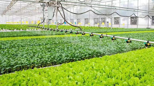 從會種地走向慧種地 稅費優惠賦能農業現代化發展