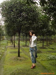 四川日香桂農業科技開發喬木產品列表