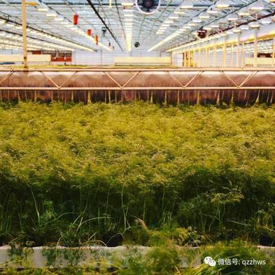 智慧溫室在現(xiàn)代農(nóng)業(yè)中的定位與運營模式