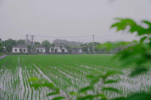 搶抓農(nóng)時促春耕 夯實基礎(chǔ)保發(fā)展——余旭峰強(qiáng)調(diào)扎實推進(jìn)農(nóng)業(yè)開發(fā)確保全年農(nóng)業(yè)農(nóng)村經(jīng)濟(jì)良好態(tài)勢