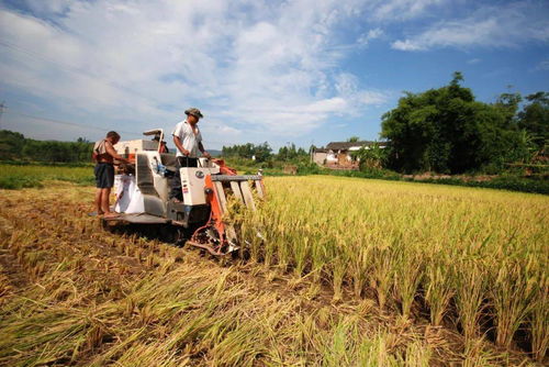 璧山現(xiàn)代農(nóng)業(yè)發(fā)展一季度成績單 農(nóng)業(yè)開發(fā)亮點紛呈，引領(lǐng)區(qū)域高質(zhì)量發(fā)展