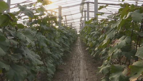 膠州 135個農(nóng)產(chǎn)品品牌引領(lǐng)農(nóng)業(yè)產(chǎn)業(yè)升級，推動全域農(nóng)業(yè)開發(fā)