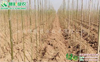 宜黃縣綠農(nóng)農(nóng)業(yè) 速生玫紅紫薇精品苗木的成功培育與先進栽培技術(shù)解析