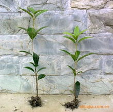 四川日香桂農(nóng)業(yè)科技開發(fā) 優(yōu)質(zhì)種子種苗產(chǎn)品列表與農(nóng)業(yè)開發(fā)服務