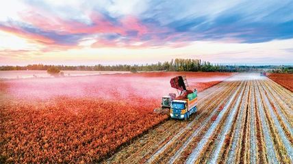 完整準確貫徹新時代黨的治疆方略 以高質(zhì)量農(nóng)業(yè)開發(fā)扎實推進中國式現(xiàn)代化的新疆實踐