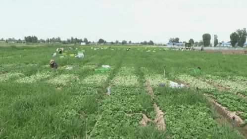 高臺現(xiàn)代農(nóng)業(yè) 科技賦能，產(chǎn)業(yè)興旺，譜寫農(nóng)業(yè)開發(fā)新篇章