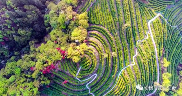 一個畢節(jié)企業(yè)家的綠色轉(zhuǎn)身 從商業(yè)戰(zhàn)場到農(nóng)業(yè)開發(fā)的生態(tài)之旅