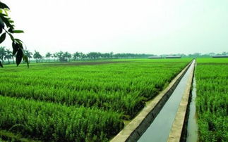 通星科技 以創(chuàng)新科技為農(nóng)業(yè)開(kāi)發(fā)注入新動(dòng)能，驅(qū)動(dòng)“三農(nóng)”高質(zhì)量發(fā)展