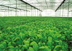 我國現(xiàn)代農(nóng)業(yè)發(fā)展趨勢及任務(wù) 農(nóng)業(yè)開發(fā)的新征程